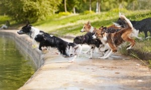 Border collies sprinting into water