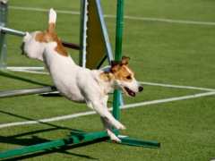Jack Russell terrier on agility course
