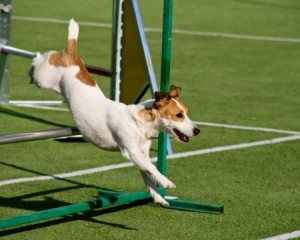 Jack Russell Agility Course